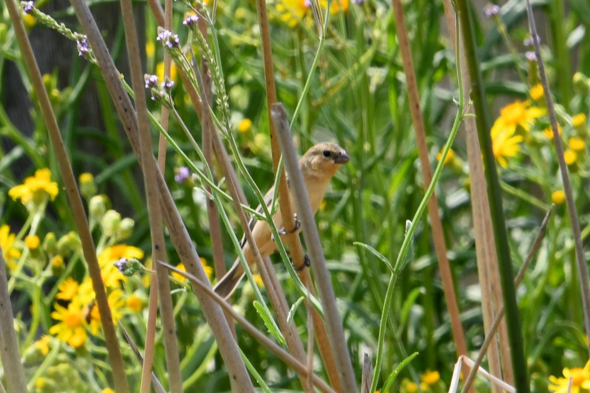 チャバラヒメウソ - ML643067366