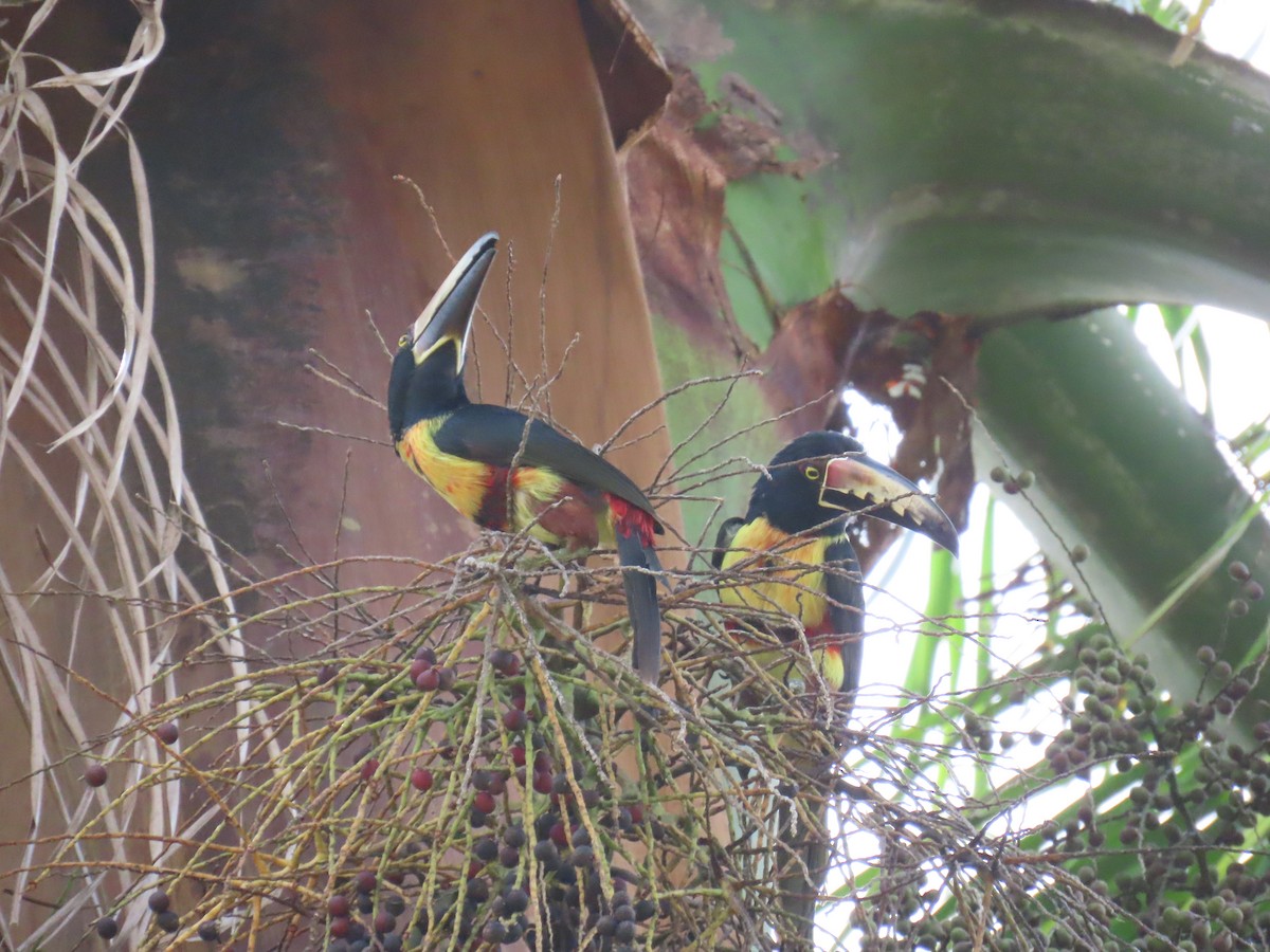 Collared Aracari - ML643067385
