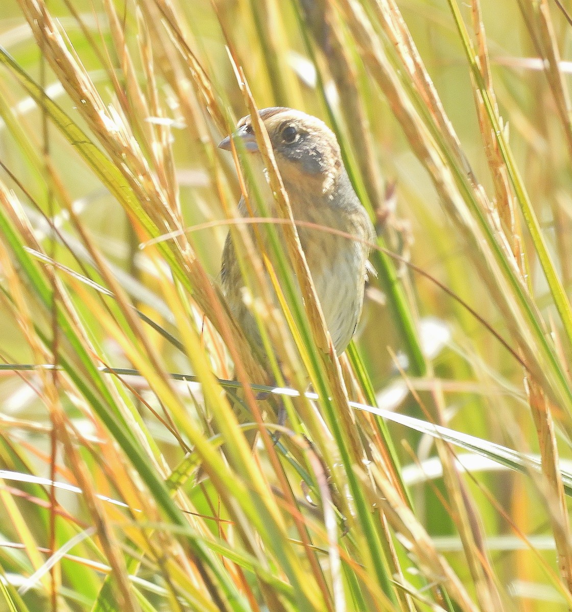 Nelson's Sparrow - ML643067408