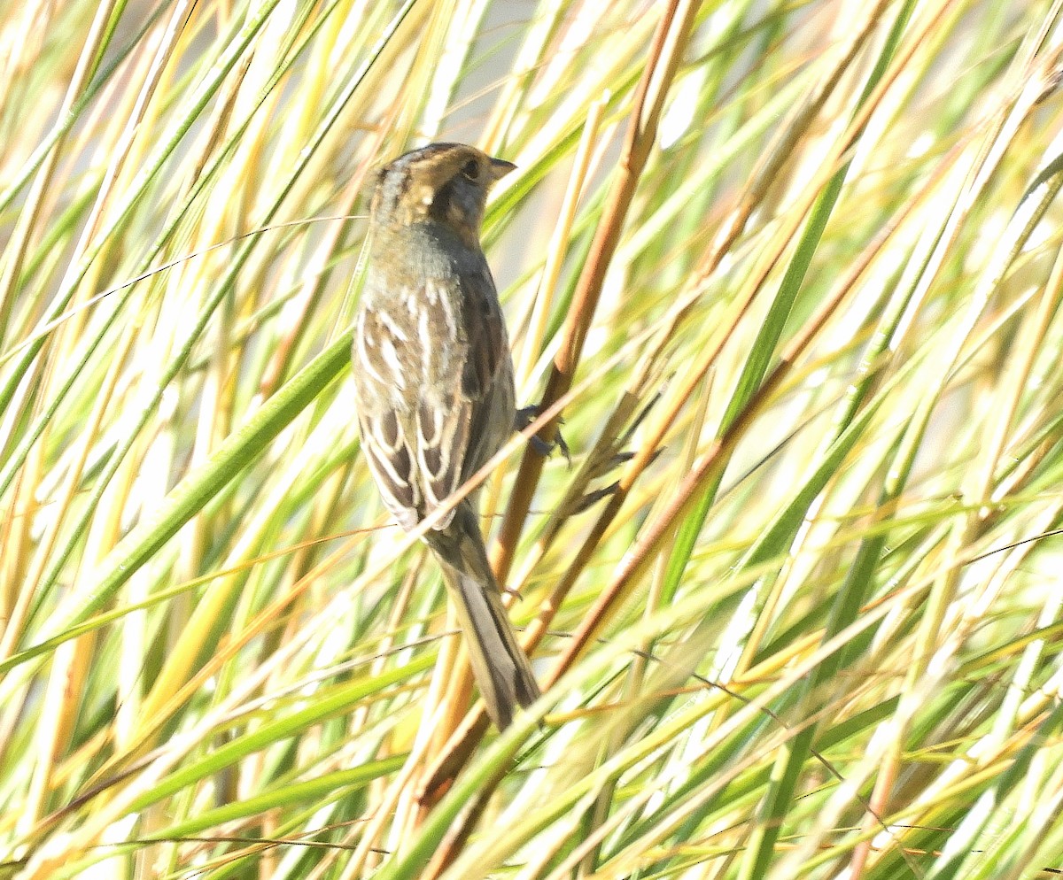 Nelson's Sparrow - ML643067412