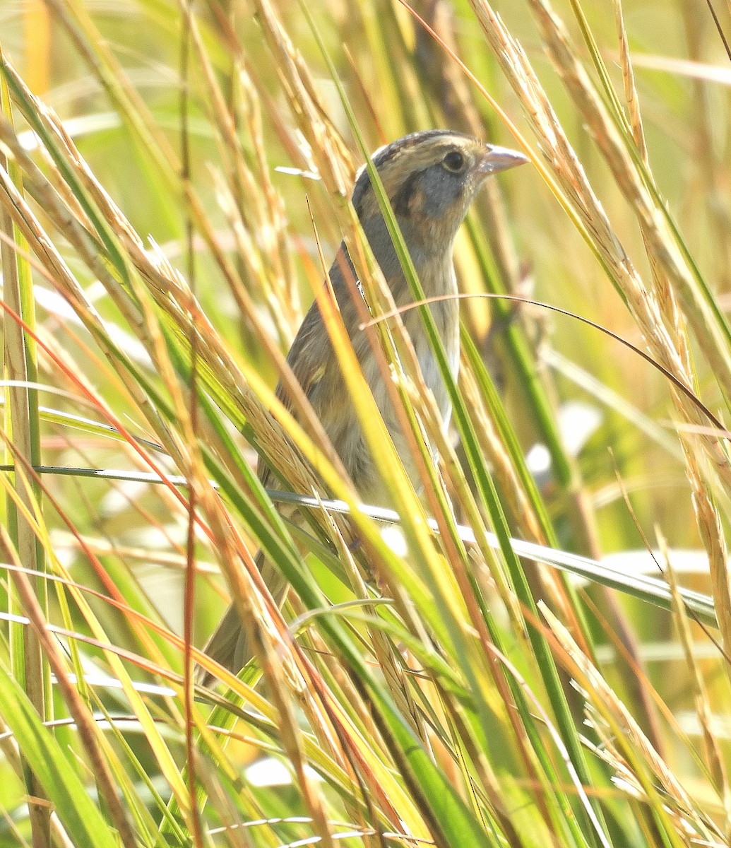 Nelson's Sparrow - ML643067424