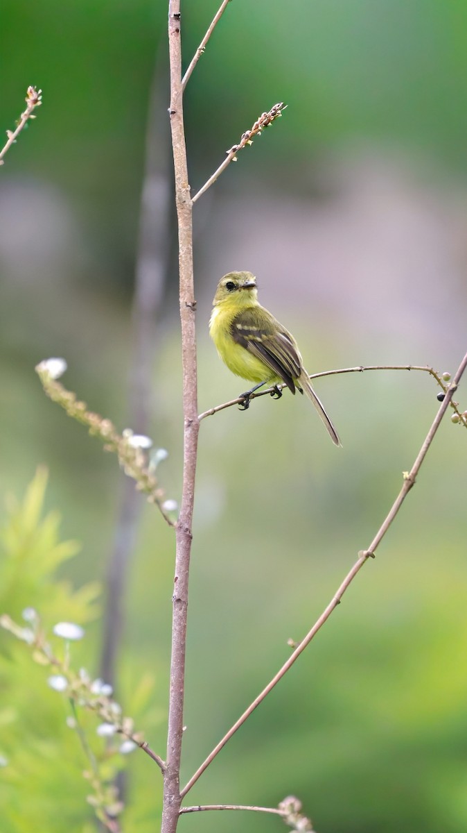 Yellow Tyrannulet - ML643067429