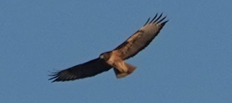Red-tailed Hawk (calurus/alascensis) - ML643067436
