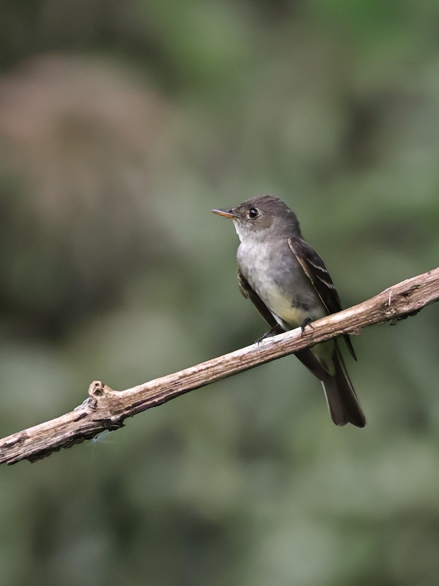 Eastern Wood-Pewee - ML643067451