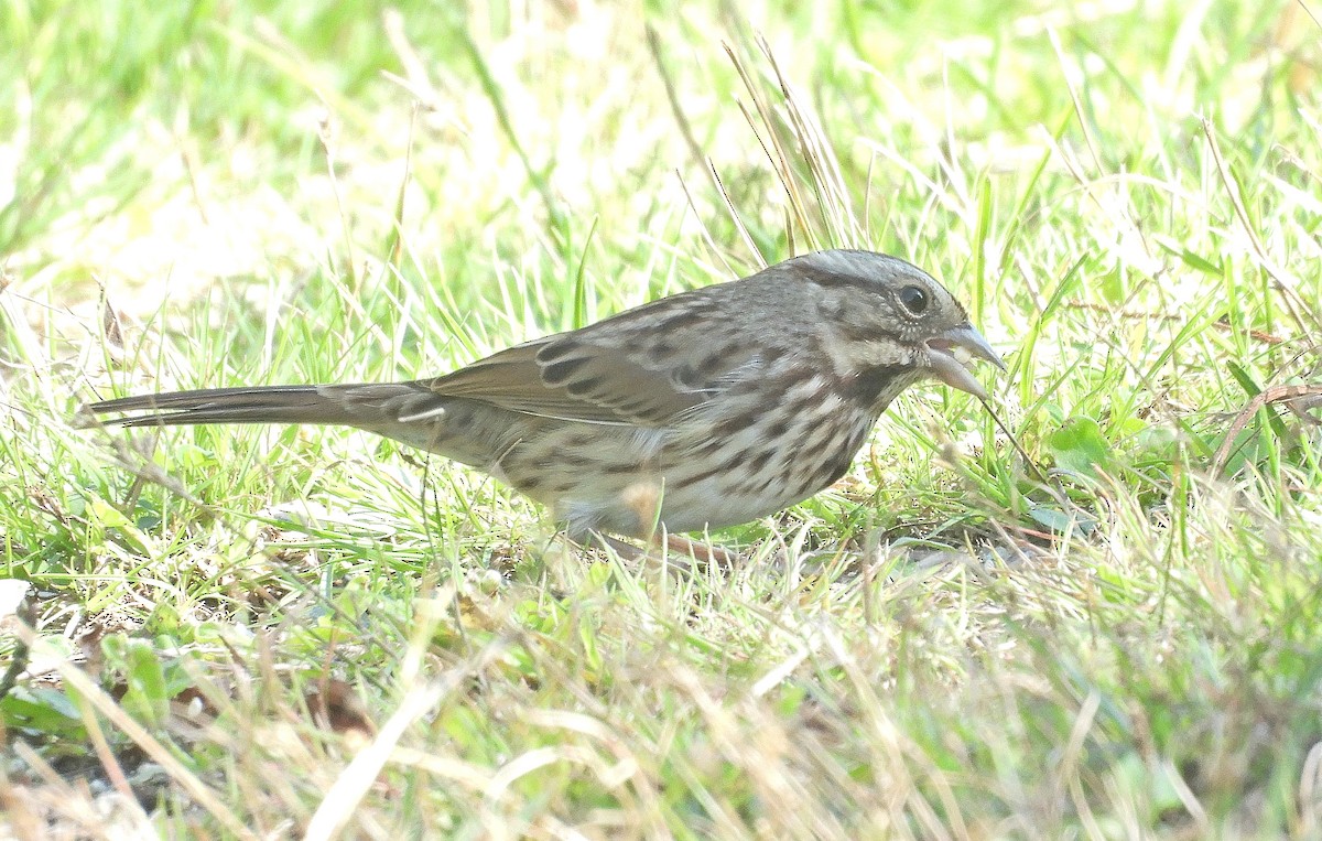 Song Sparrow - ML643067453