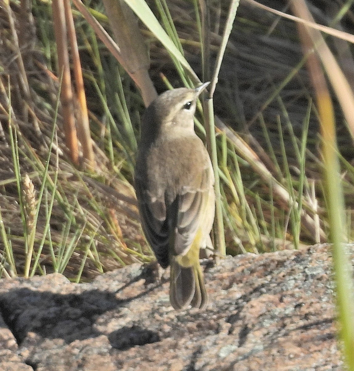 Palm Warbler - ML643067460