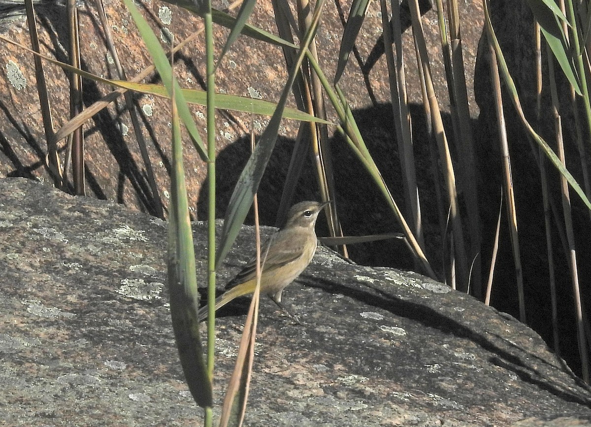 Palm Warbler - ML643067461