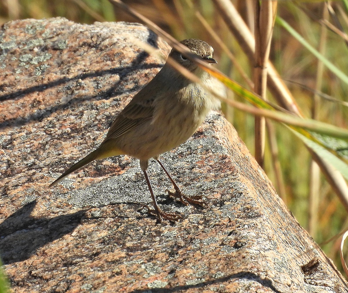 Palm Warbler - ML643067462