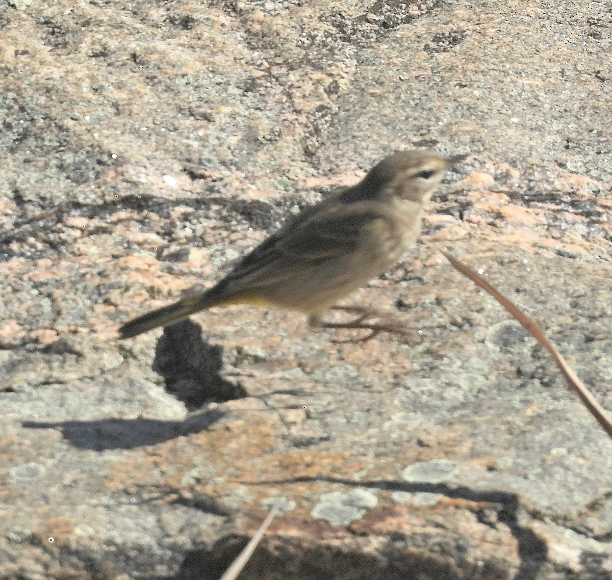Palm Warbler - ML643067463