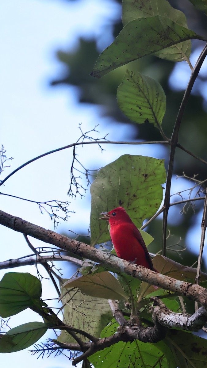Summer Tanager - ML643067465