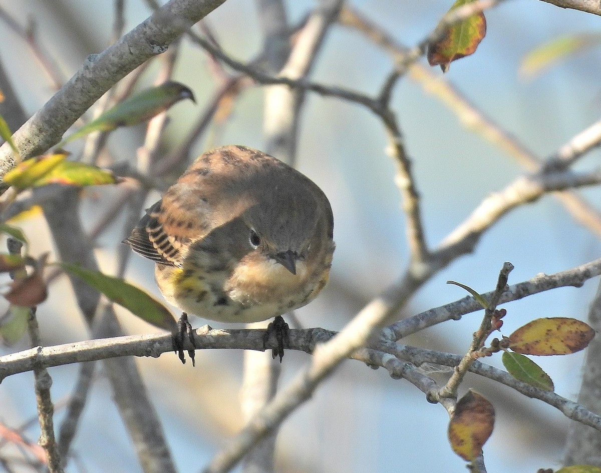 Yellow-rumped Warbler - ML643067466