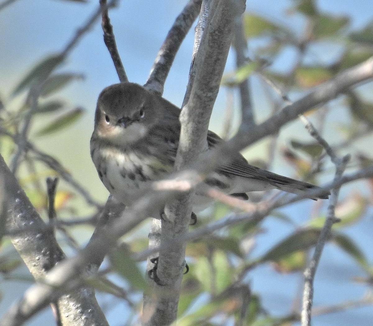 Yellow-rumped Warbler - ML643067467
