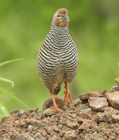 Rock Bush-Quail - ML643067487