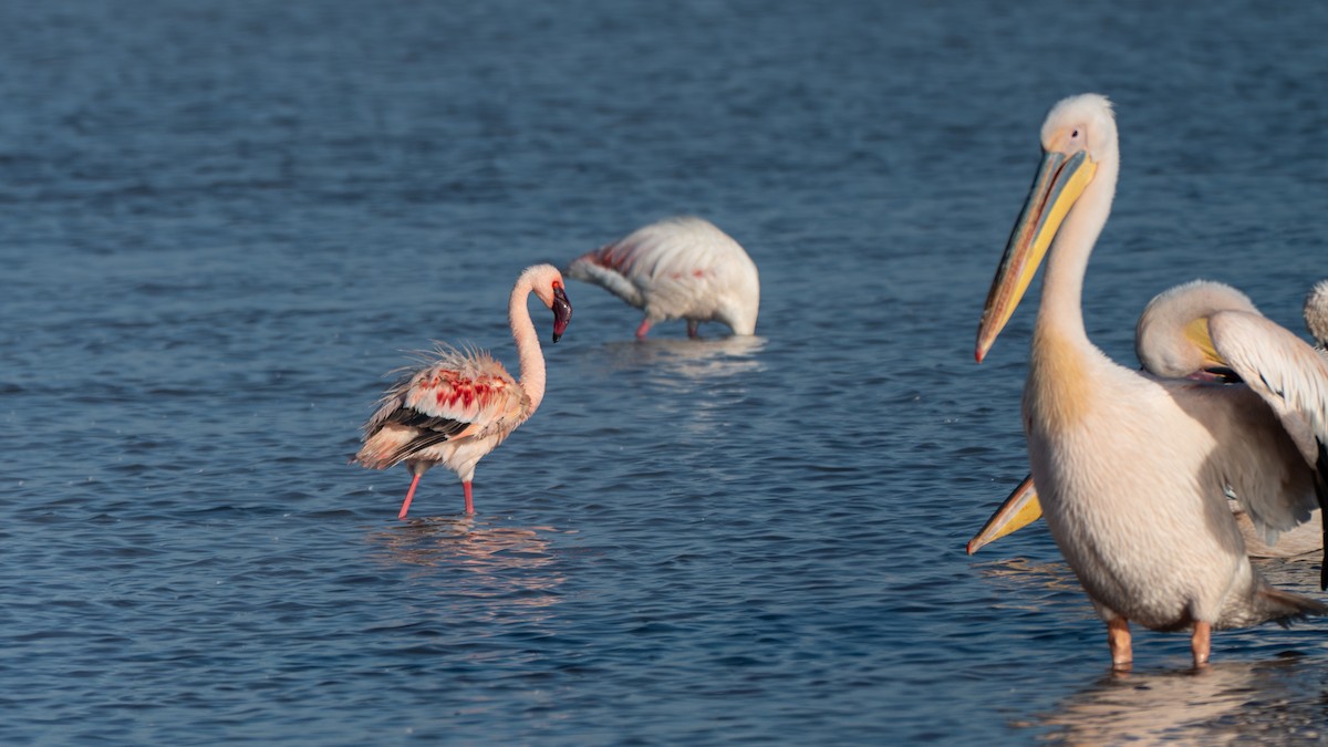 Lesser Flamingo - ML643067497