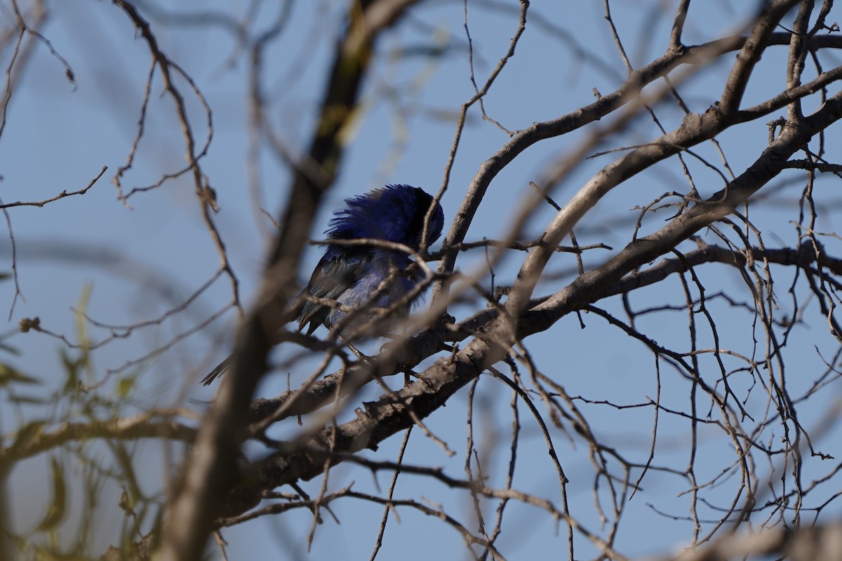 Splendid Fairywren - ML643067513