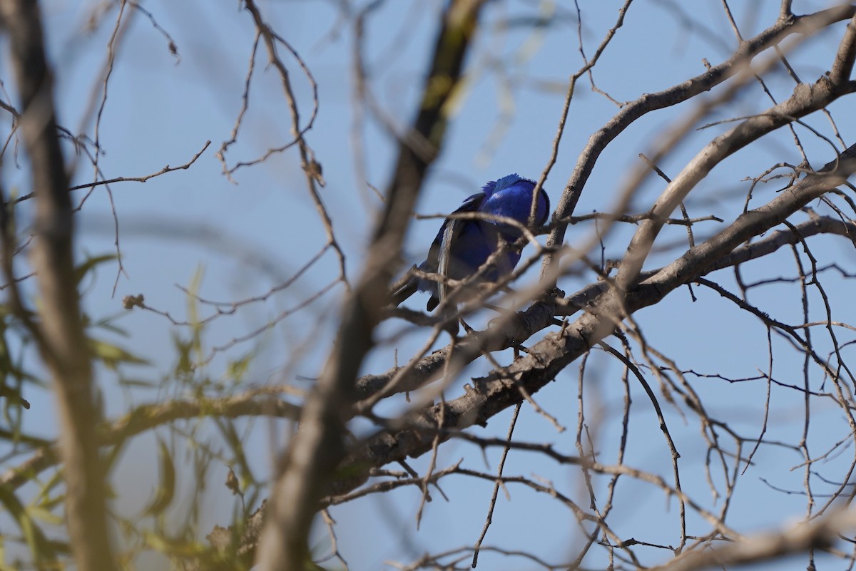 Splendid Fairywren - ML643067514