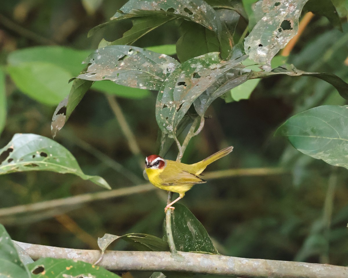 Chestnut-capped Warbler - ML643067536