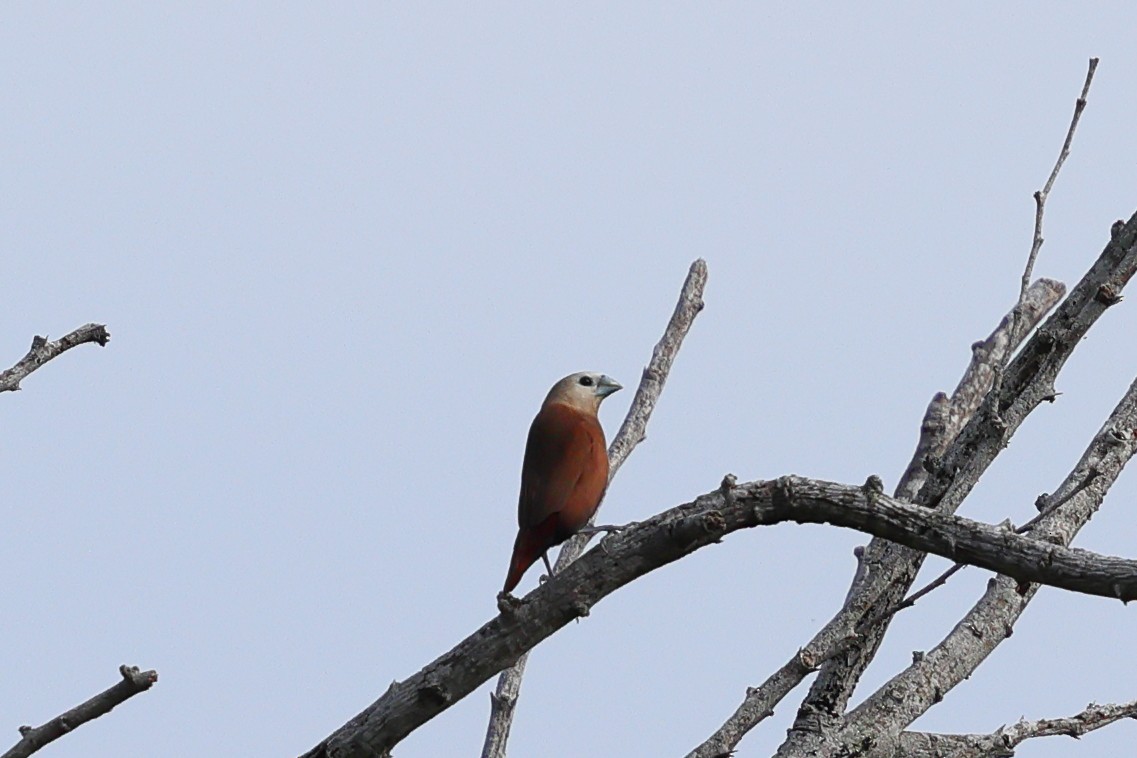 White-headed Munia - ML643067544