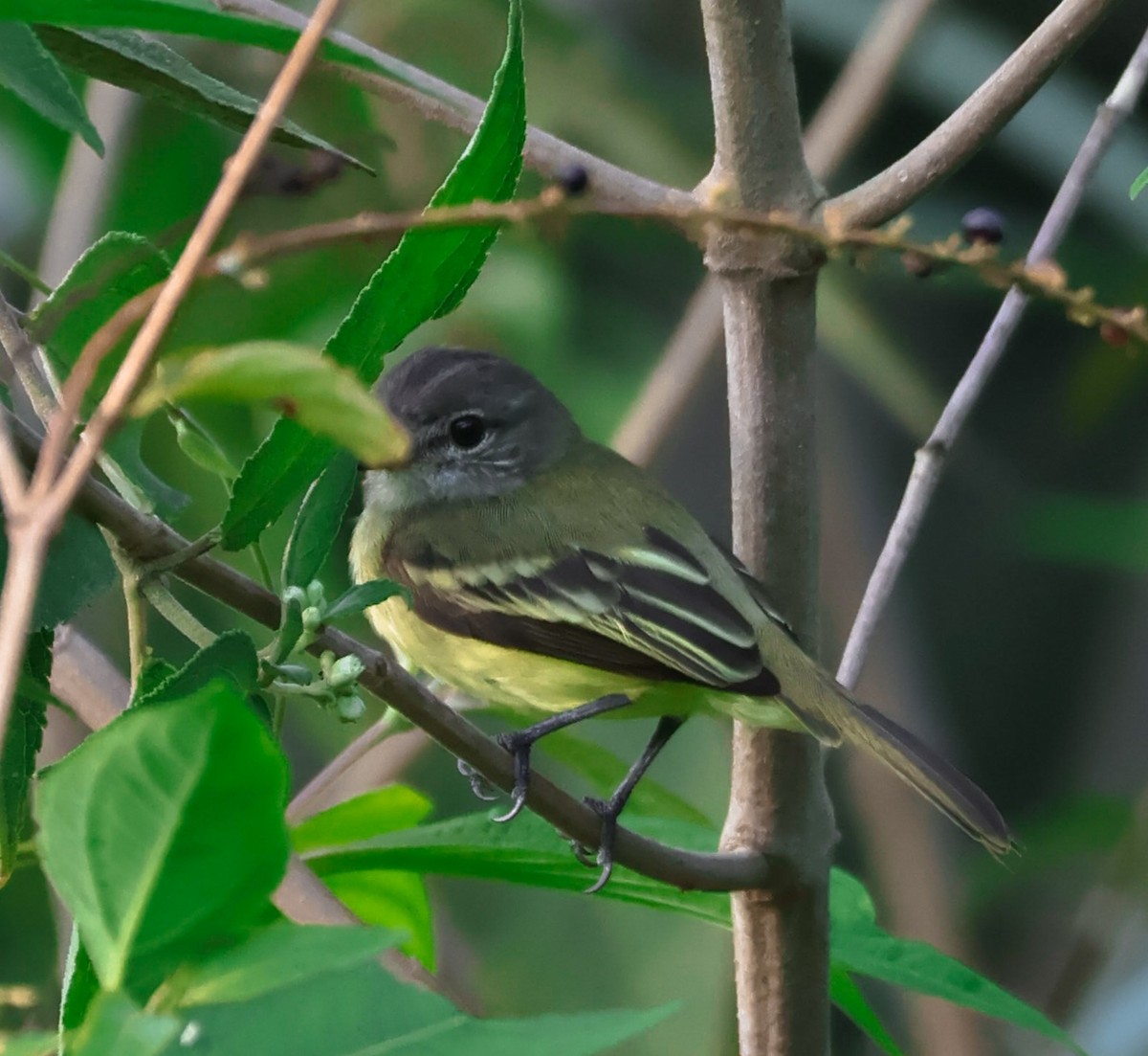 Yellow-crowned Tyrannulet - ML643067552