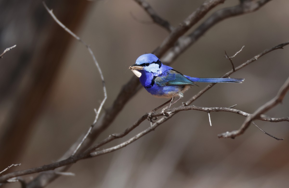 Splendid Fairywren - ML643067558
