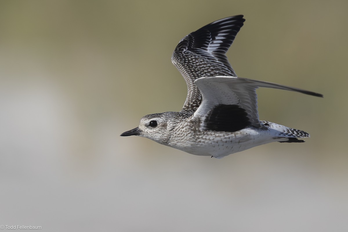 Black-bellied Plover - ML643067566