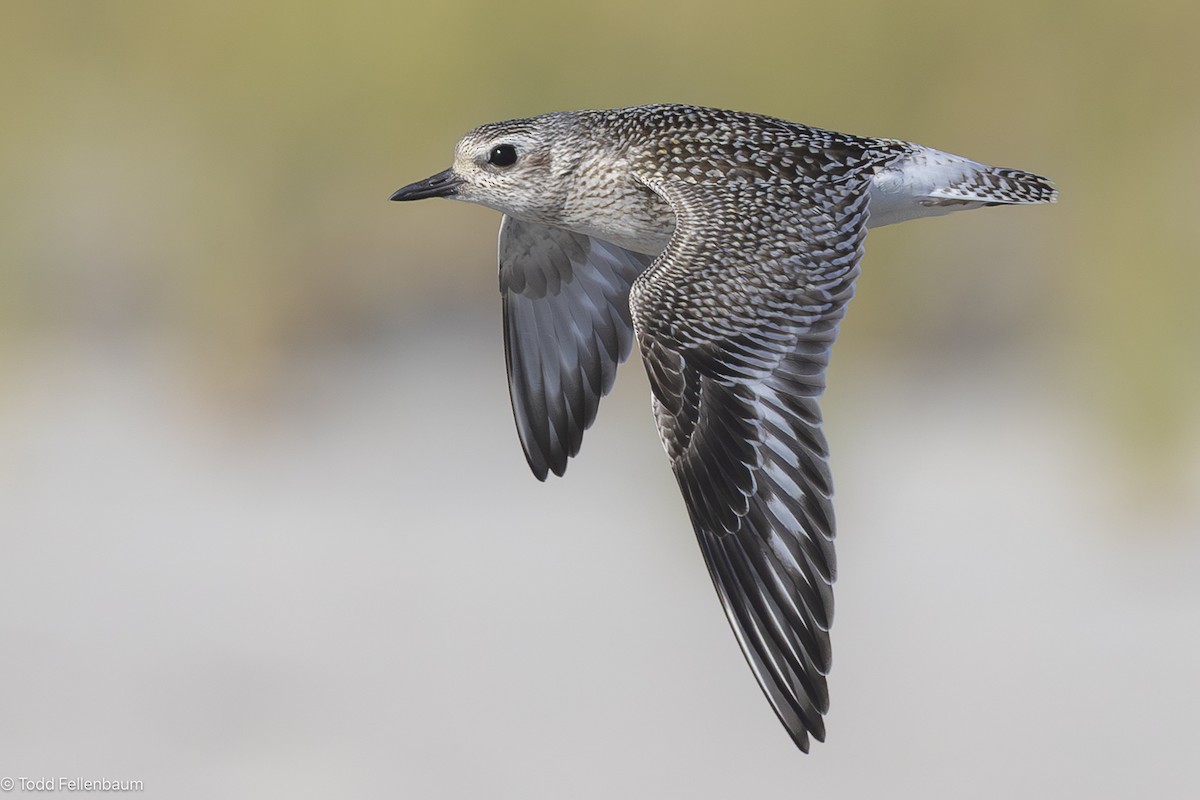 Black-bellied Plover - ML643067567