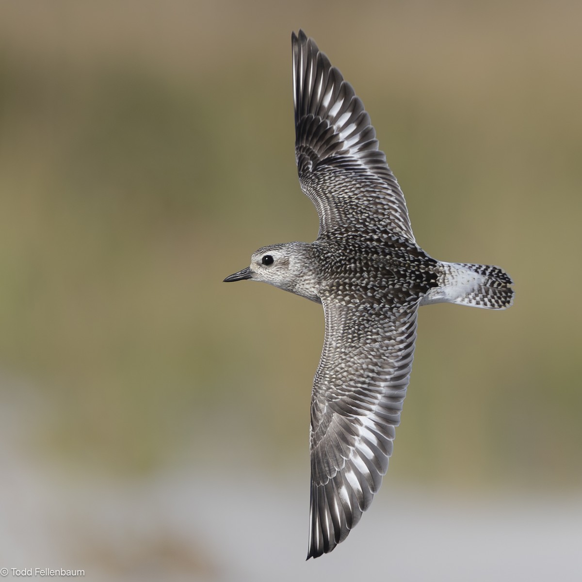 Black-bellied Plover - ML643067568