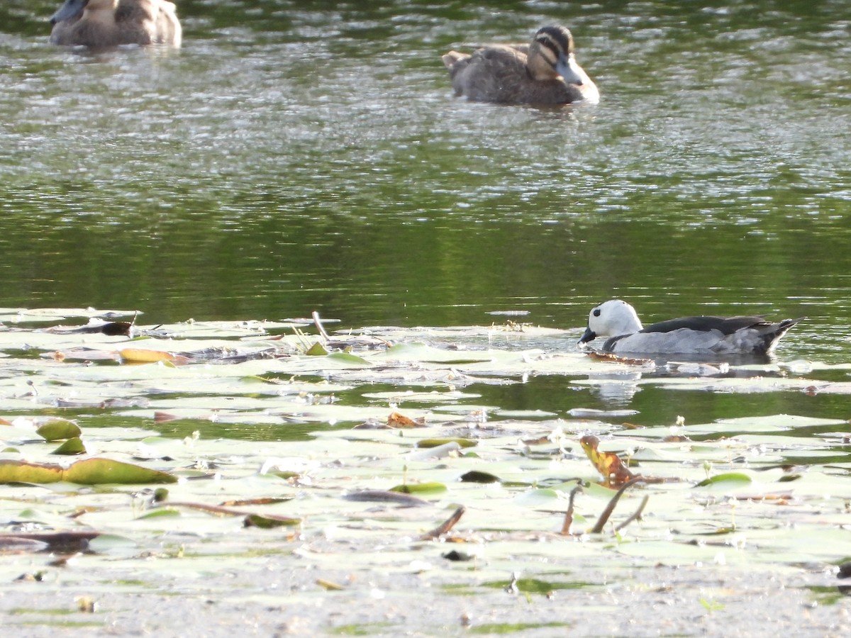 Cotton Pygmy-Goose - ML643067589