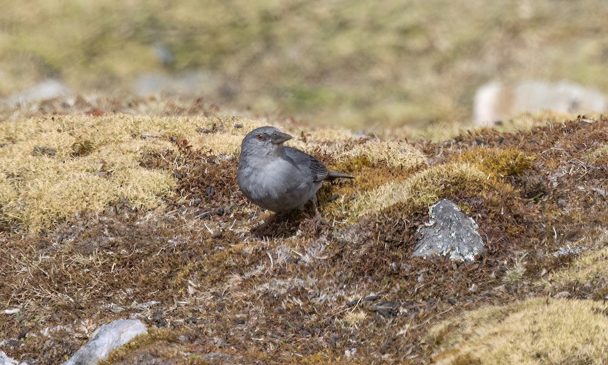 Boulder Finch - ML643067594