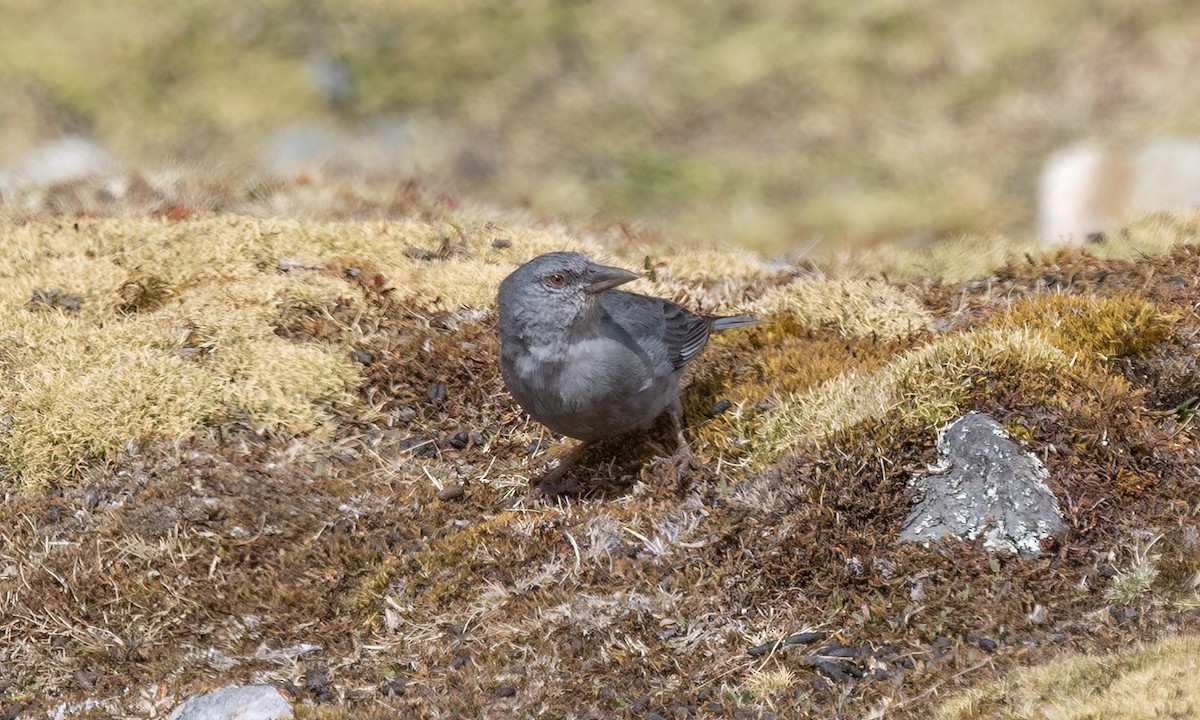 Boulder Finch - ML643067595