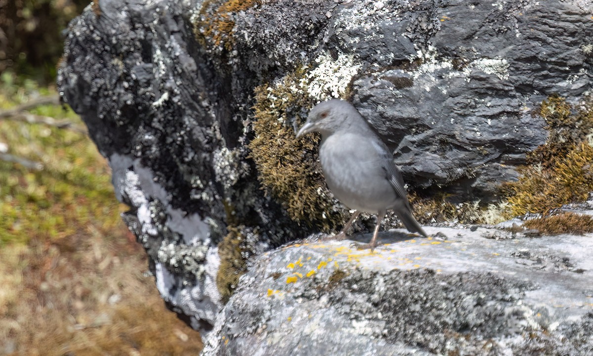 Boulder Finch - ML643067596