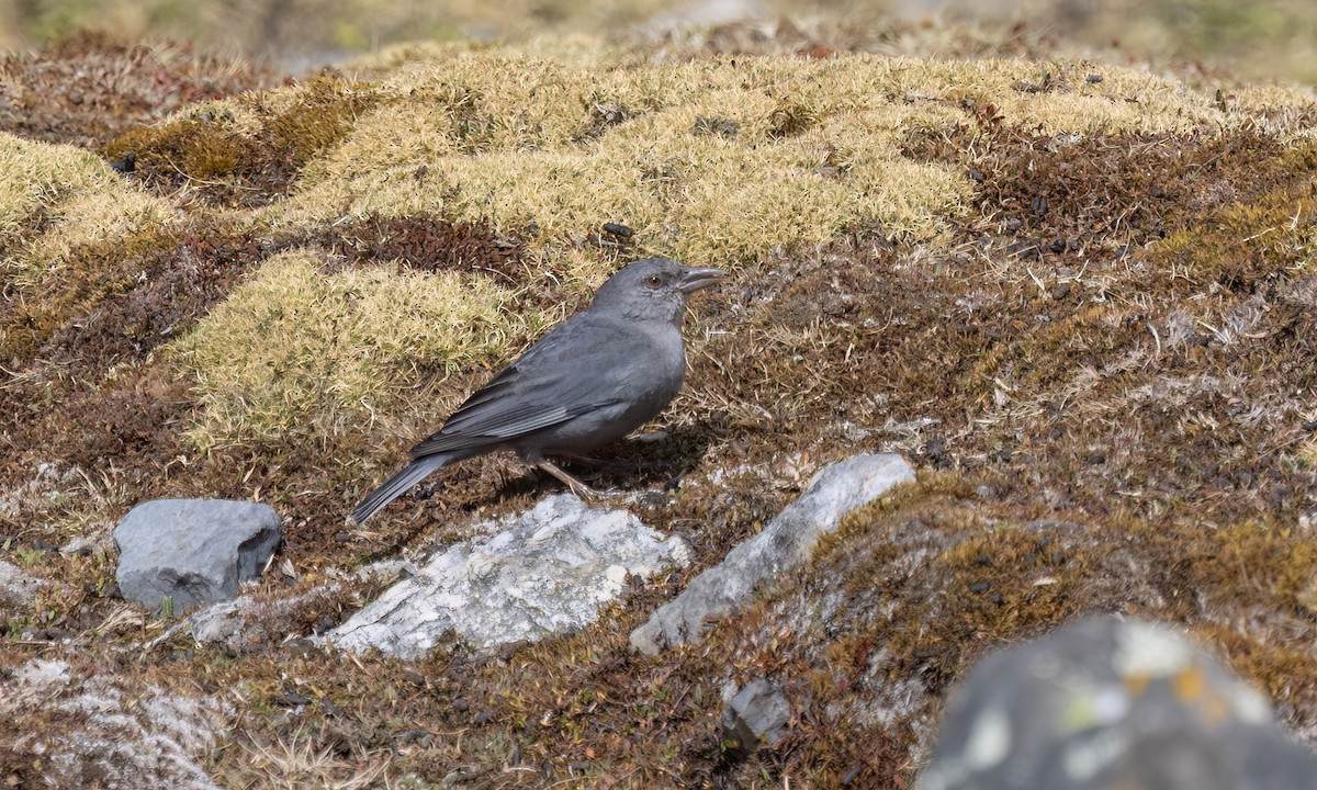 Boulder Finch - ML643067597