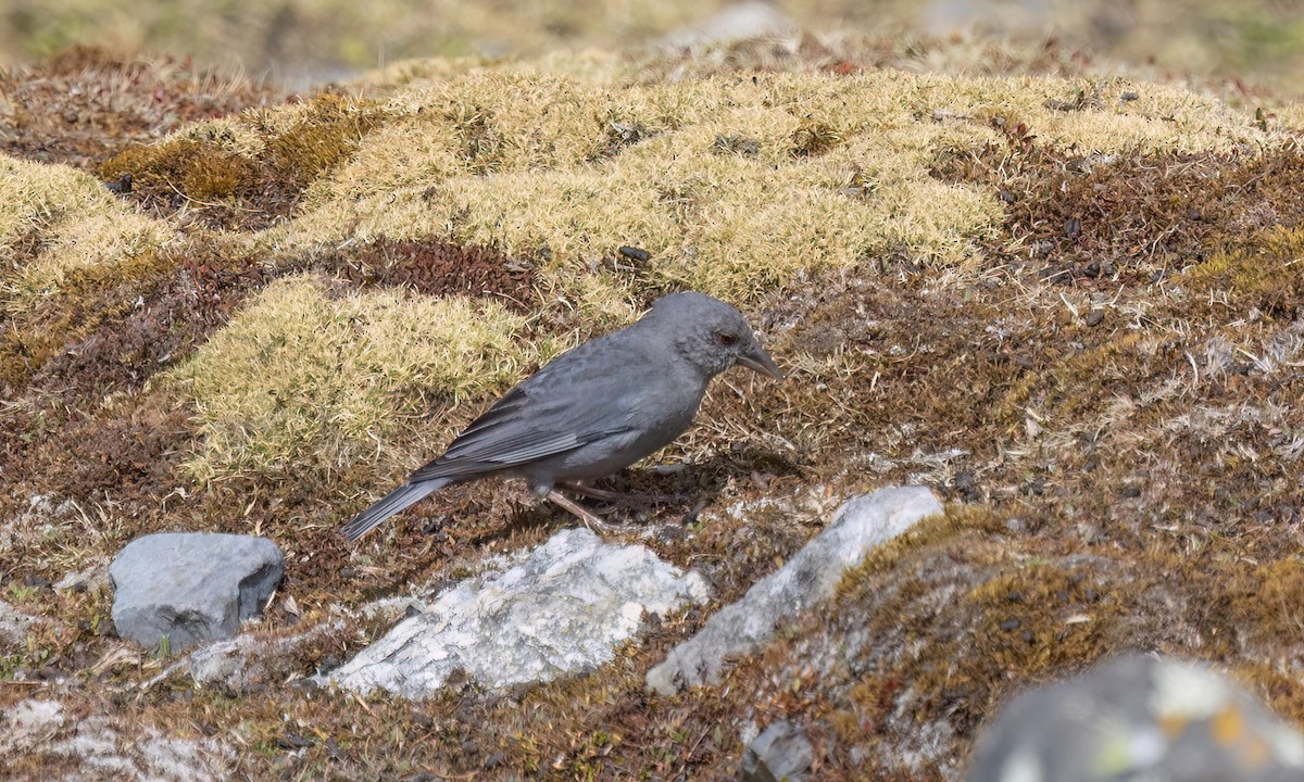 Boulder Finch - ML643067598