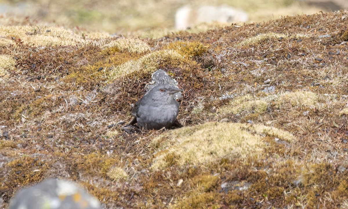 Boulder Finch - ML643067599