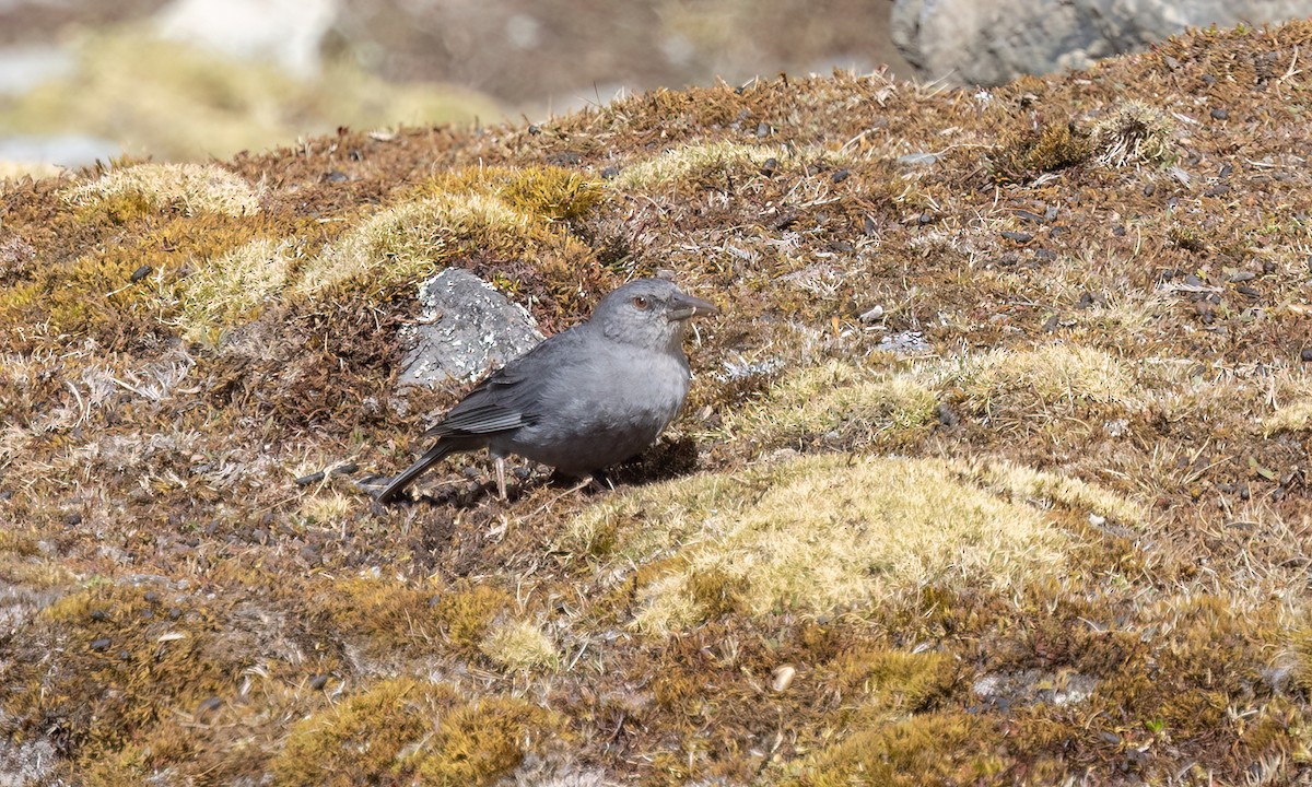 Boulder Finch - ML643067600