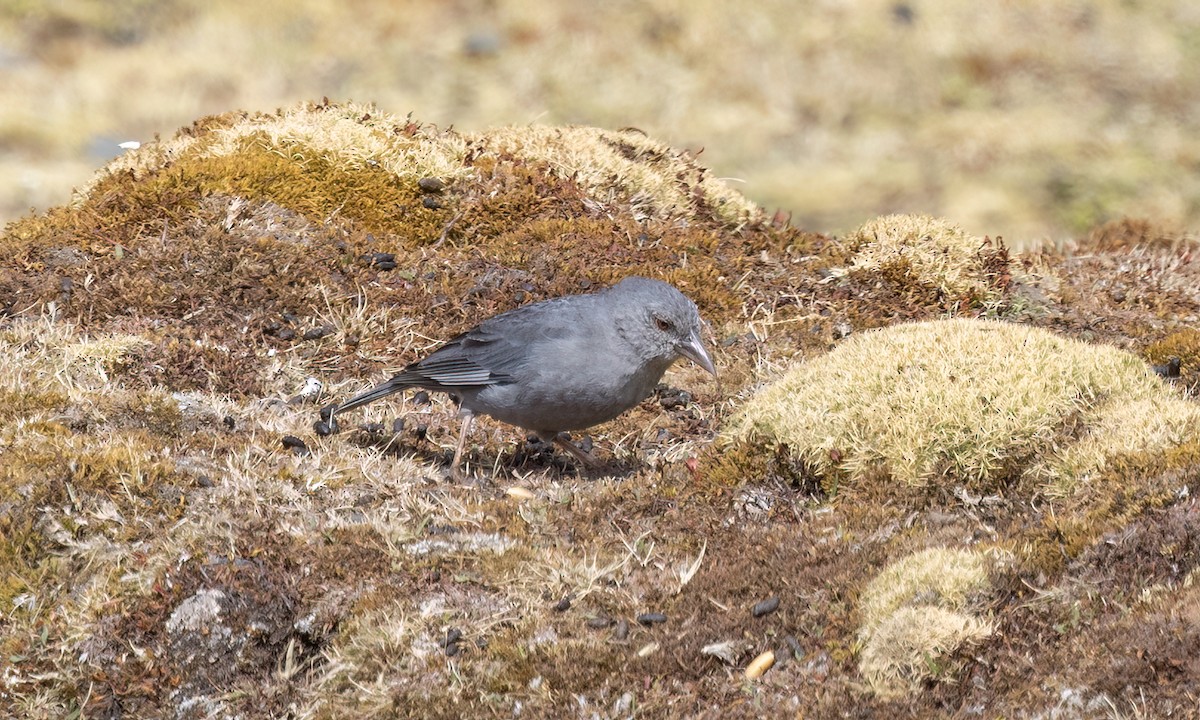 Boulder Finch - ML643067601