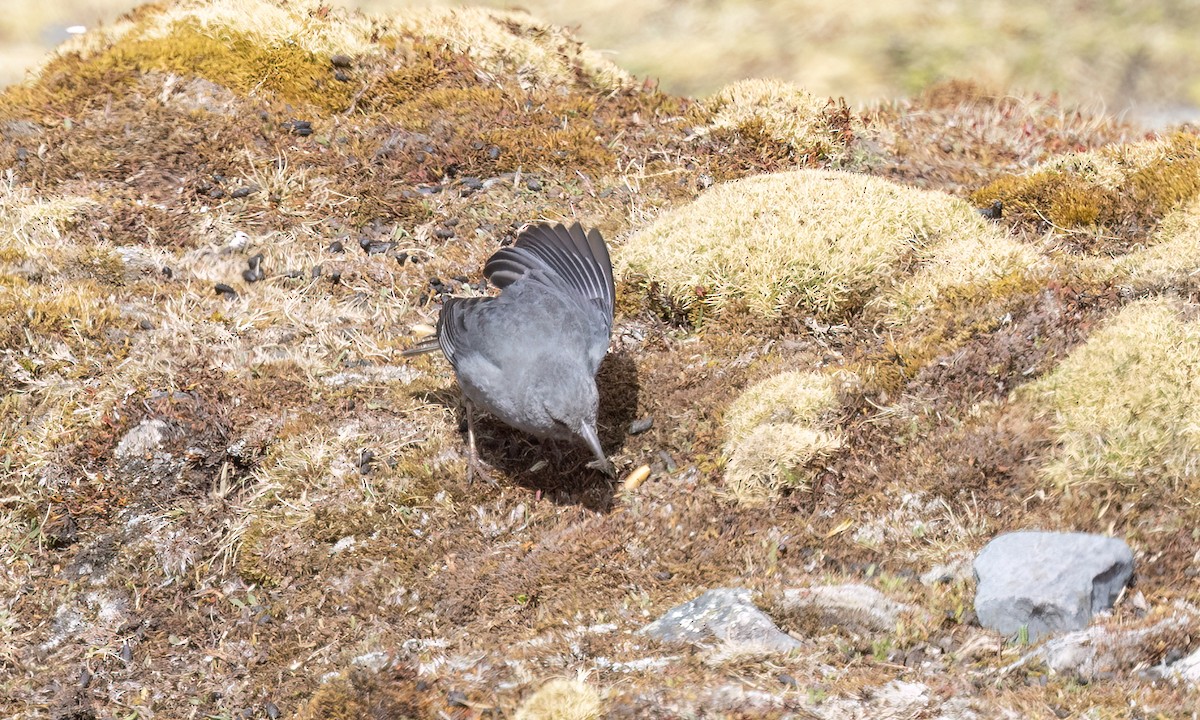 Boulder Finch - ML643067602