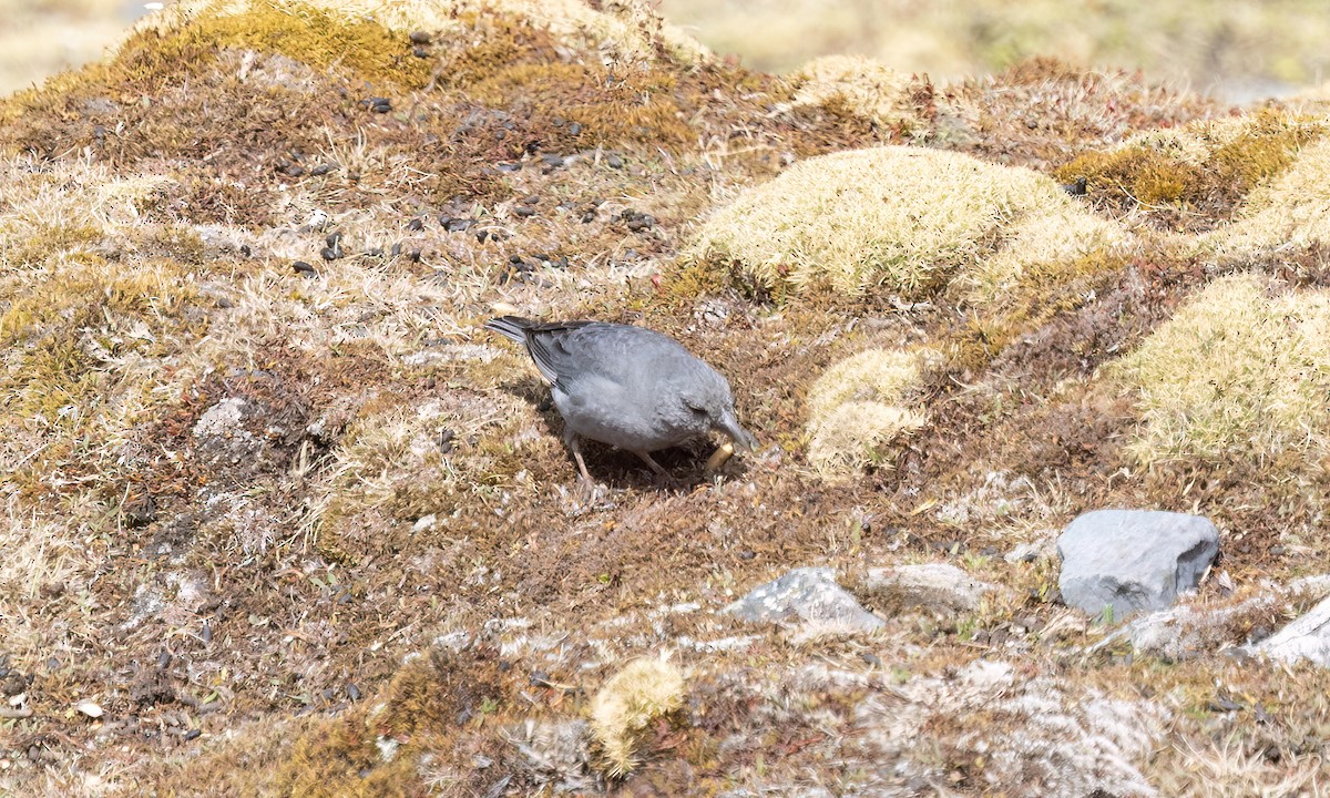 Boulder Finch - ML643067603
