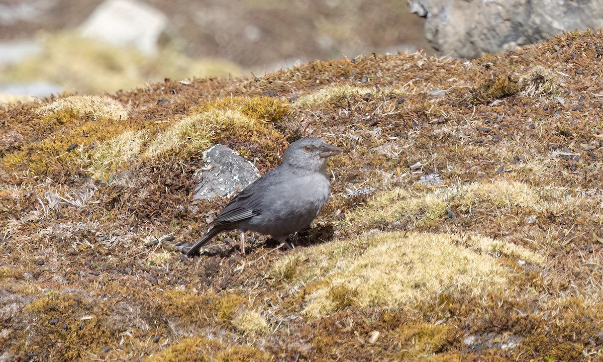 Boulder Finch - ML643067604