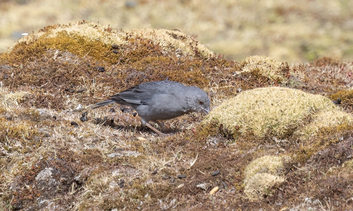 Boulder Finch - ML643067605