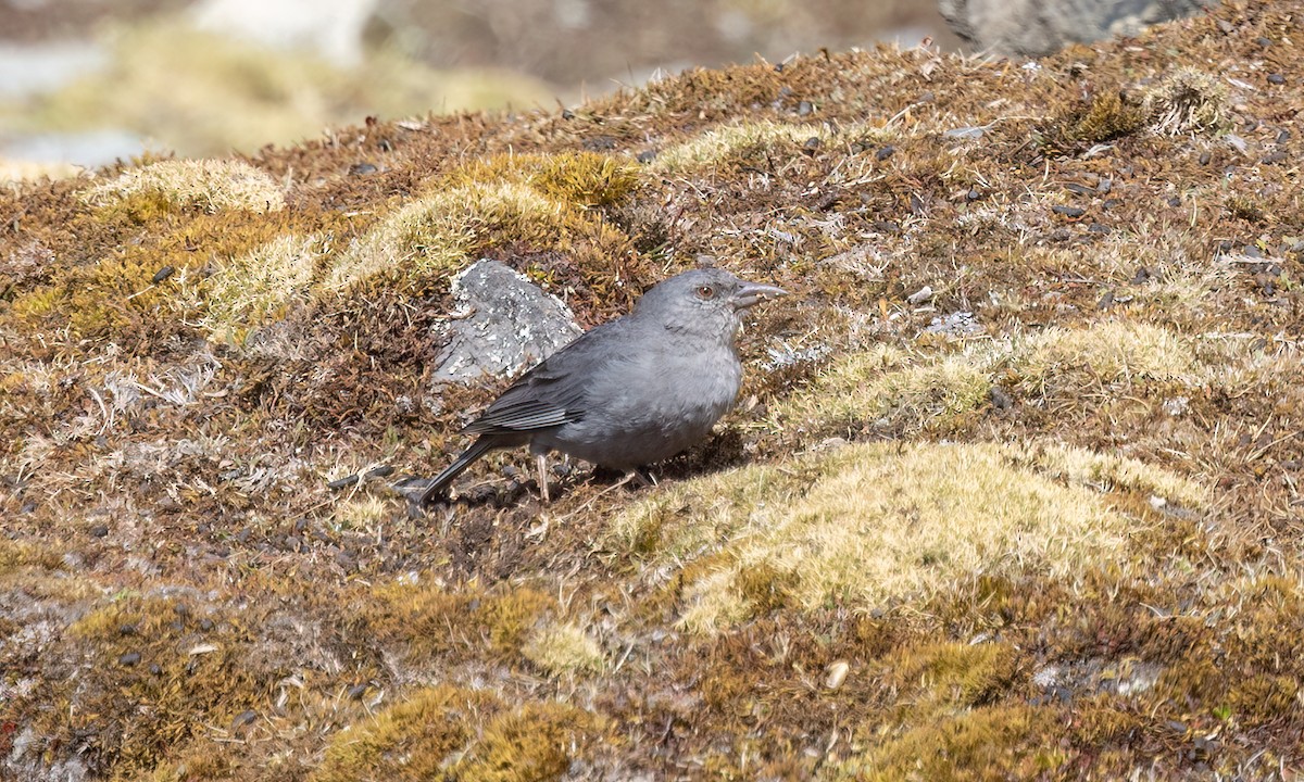 Boulder Finch - ML643067606