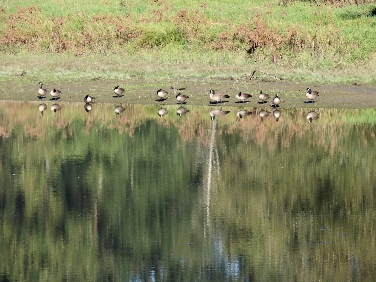 Canada Goose - ML643067621