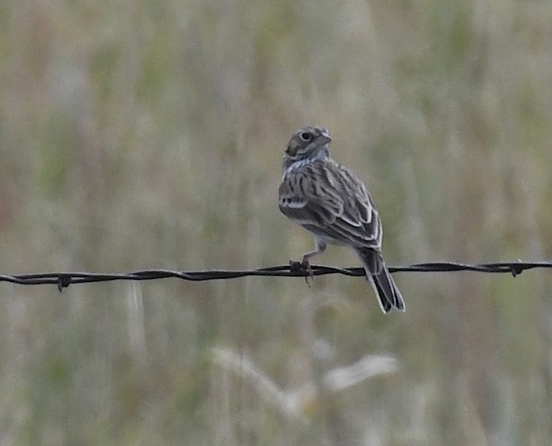 Vesper Sparrow - ML643067630