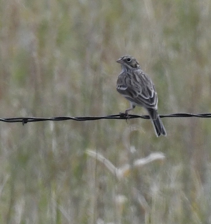 Vesper Sparrow - ML643067631