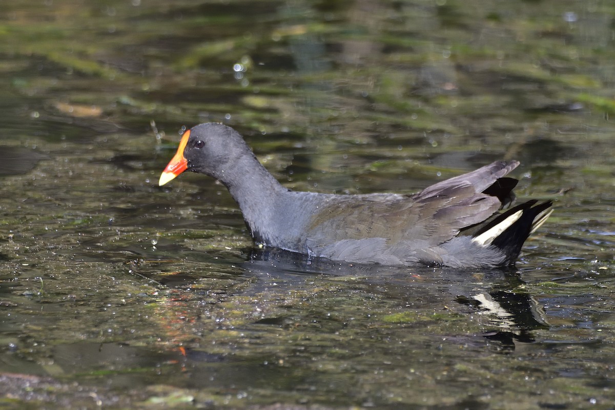Dusky Moorhen - ML643067636