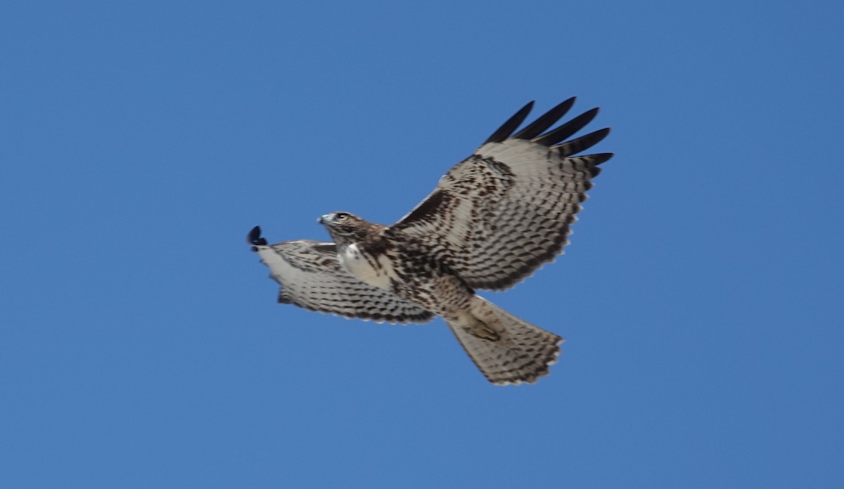 Red-tailed Hawk (calurus/alascensis) - ML643067638
