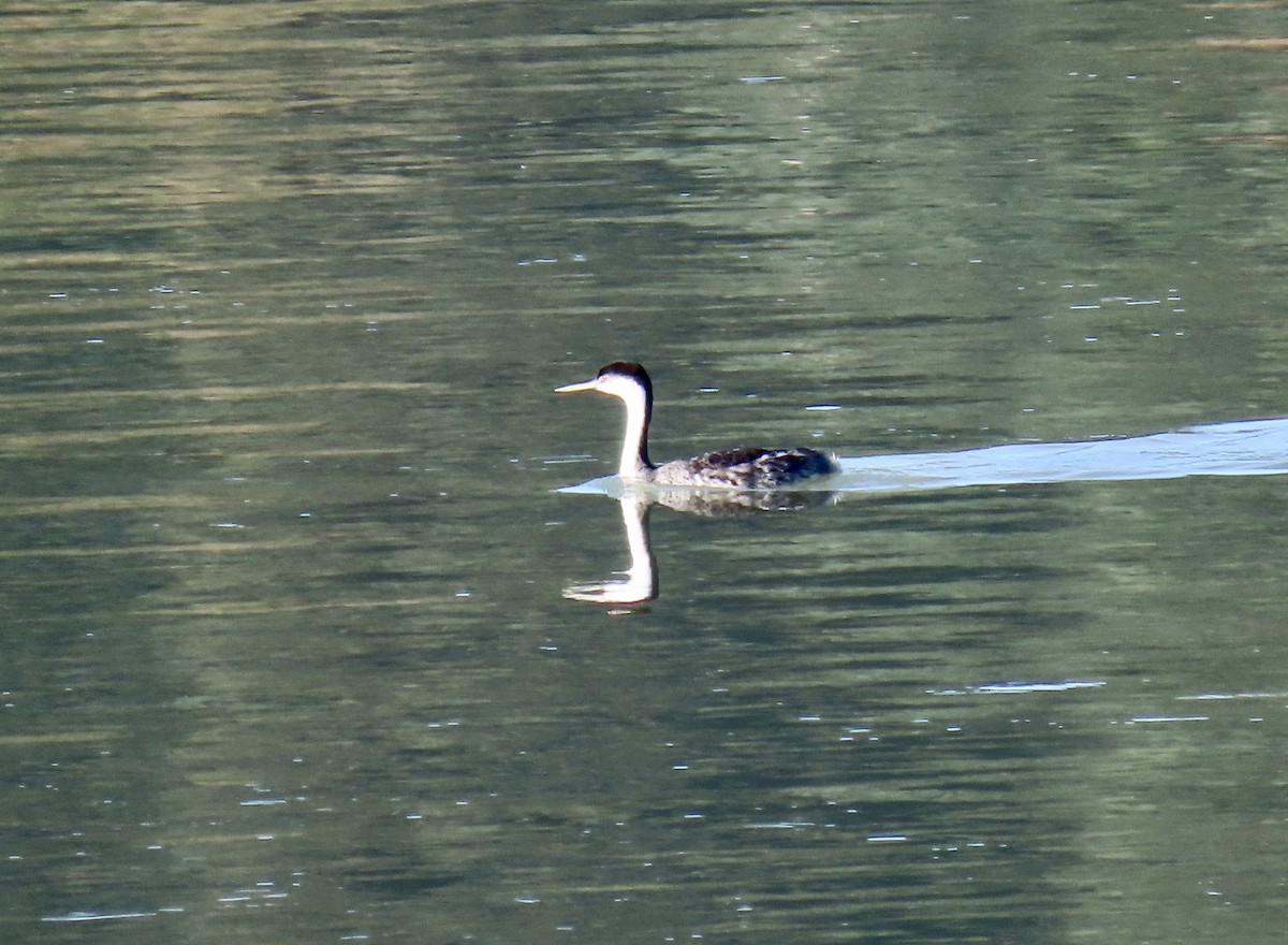 Western Grebe - ML643067639