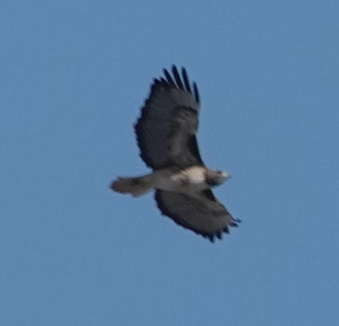 Red-tailed Hawk (calurus/alascensis) - ML643067646