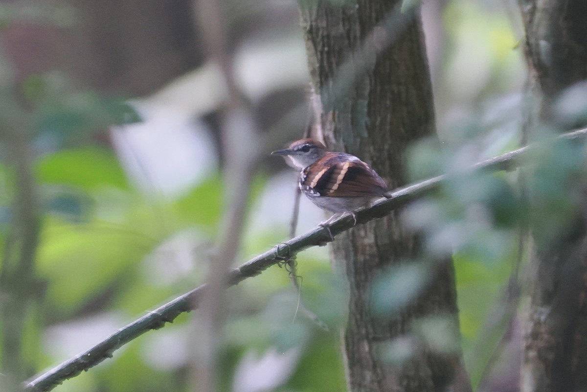 Banded Antbird - ML643067659