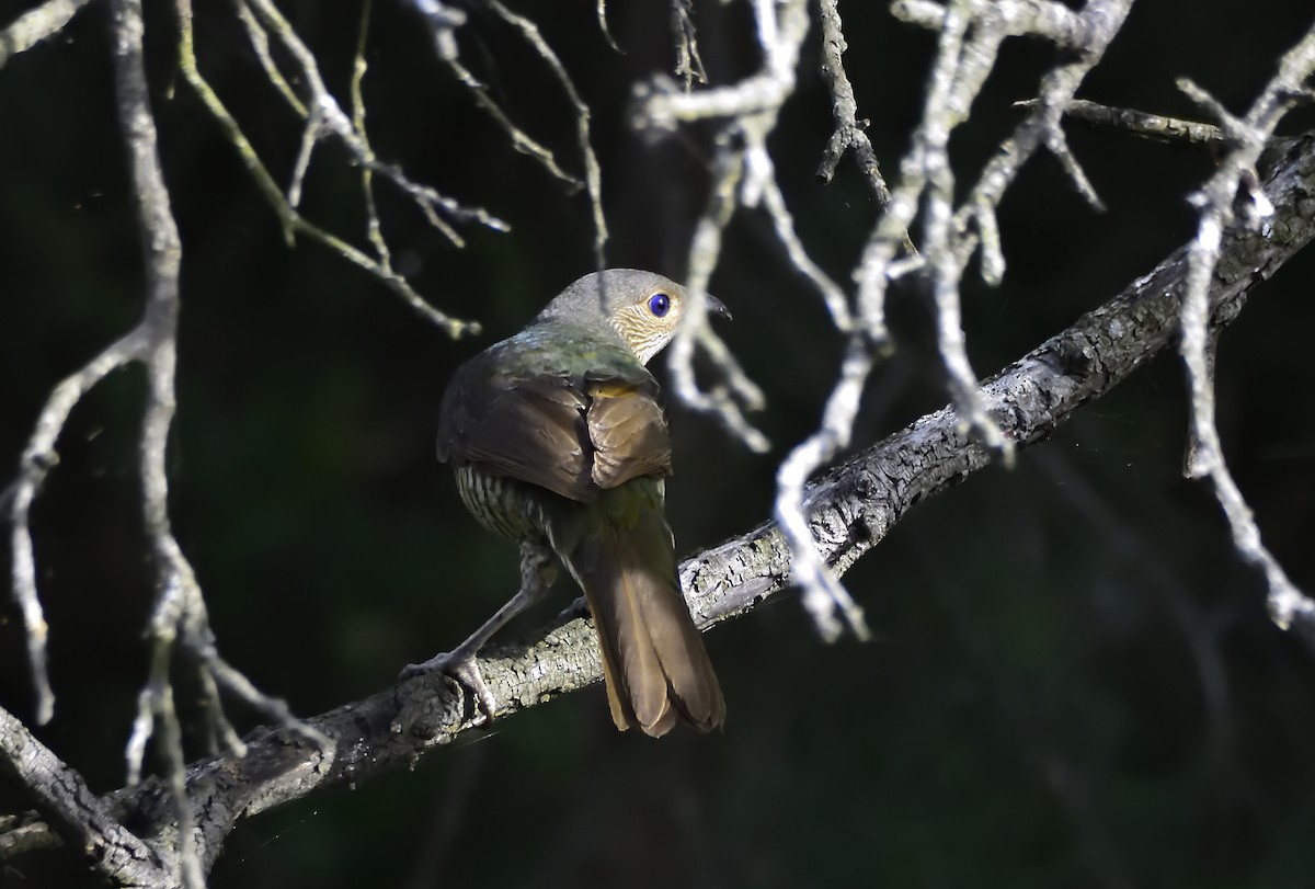 Satin Bowerbird - ML643067665